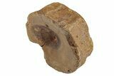 Fossil Ichthyosaur (Brachypterygius) Vertebra - England #238909-3